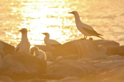espanola booby sunset 1 small